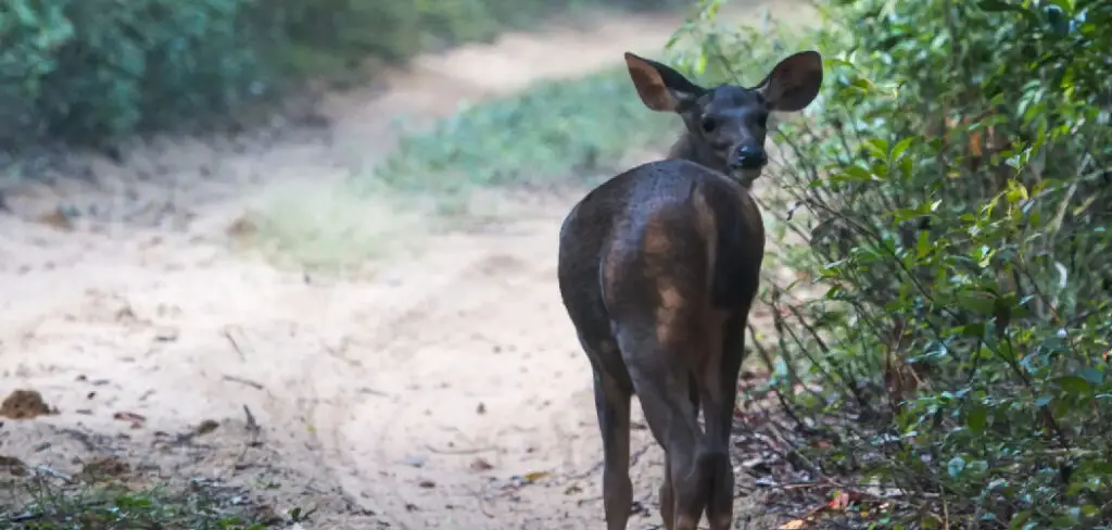 How to Protect Shrubs from Deer