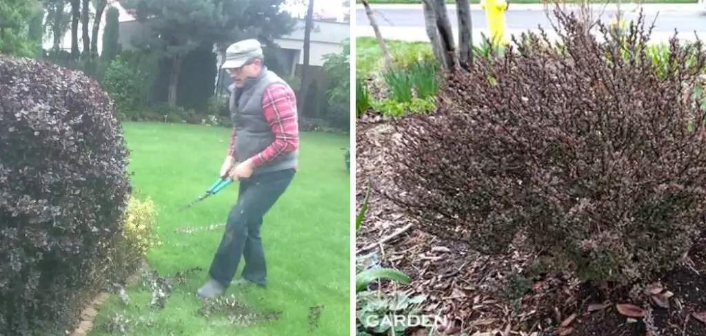 How to Prune a Barberry Shrub