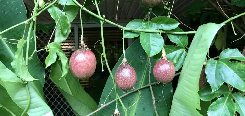 How to Prune a Passion Fruit Vine