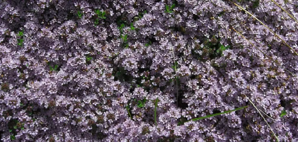How to Replace Lawn With Creeping Thyme