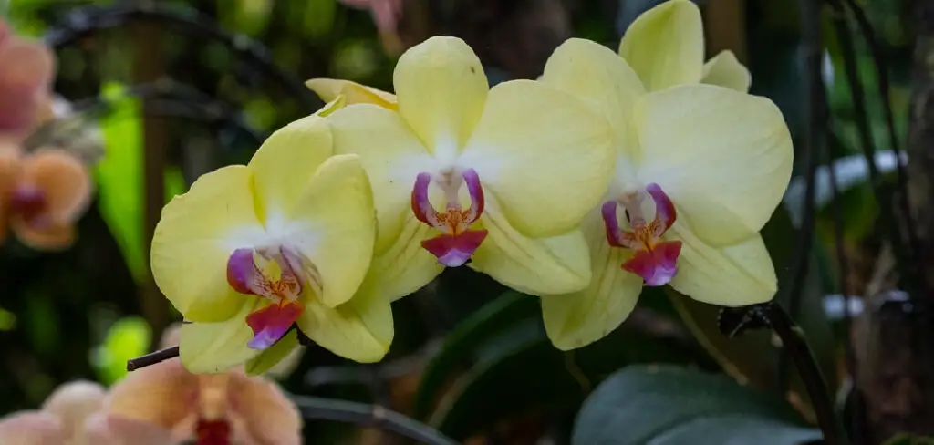 How to Split Orchids