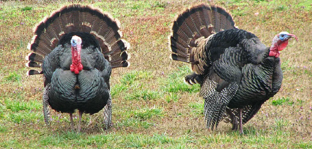 How to Stop Turkeys From Digging Up Lawn