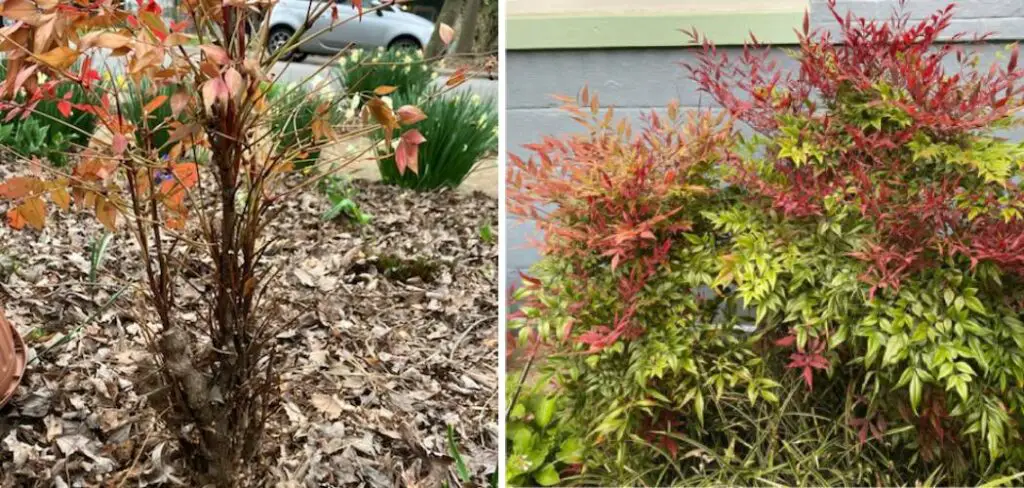 How to Tell if a Nandina Is Dead