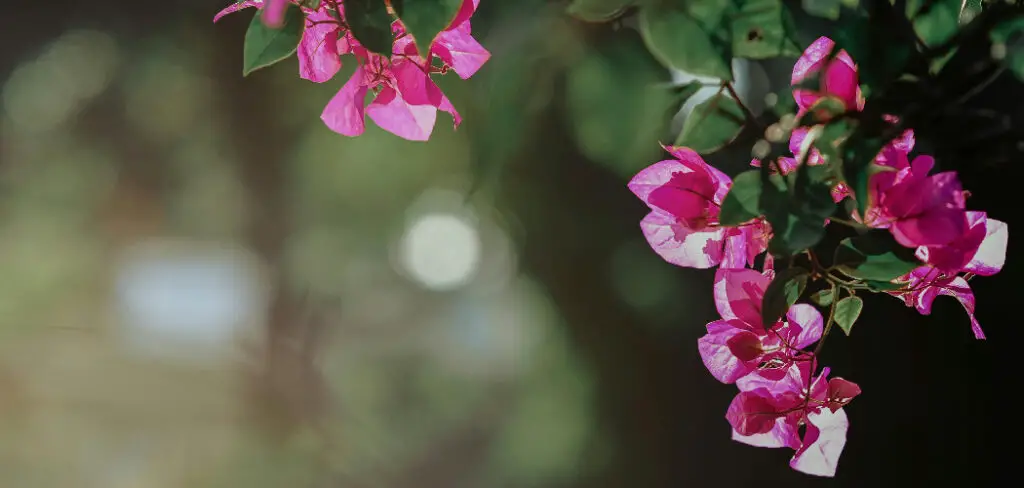 How to Train Bougainvillea
