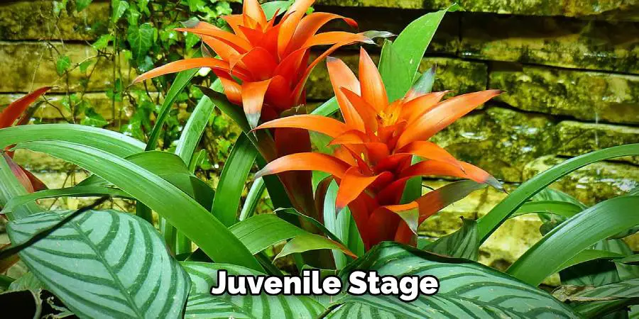 Juvenile Stage