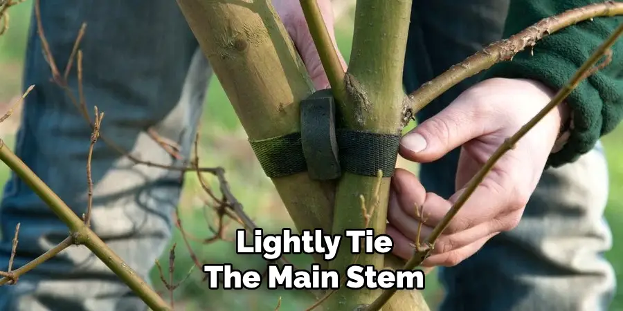 Lightly Tie
The Main Stem