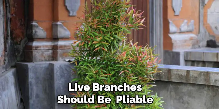 Live Branches Should Be  Pliable 