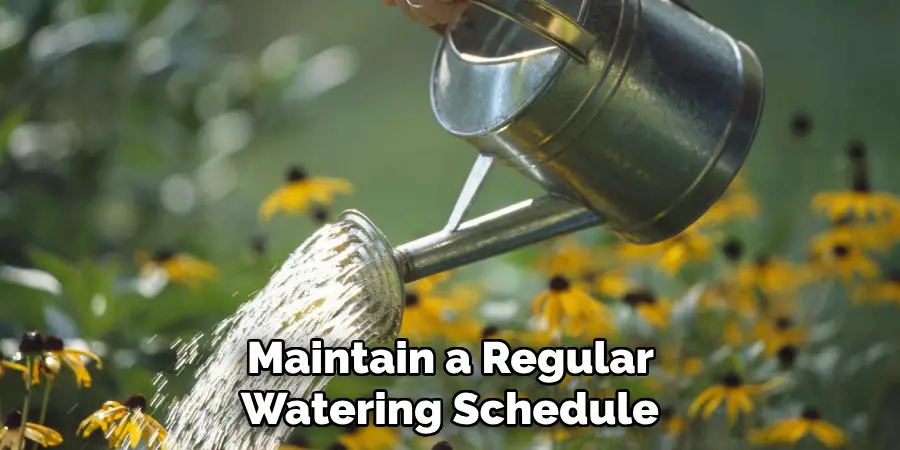 Maintain a Regular Watering Schedule