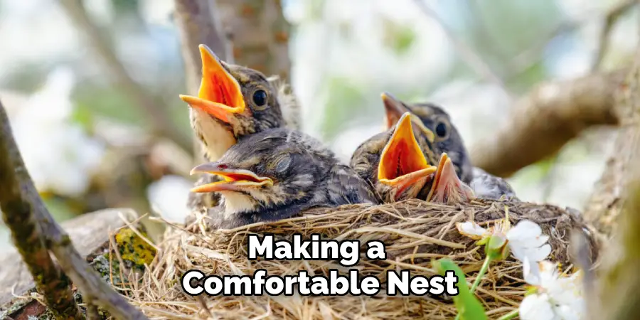 Making a
Comfortable Nest