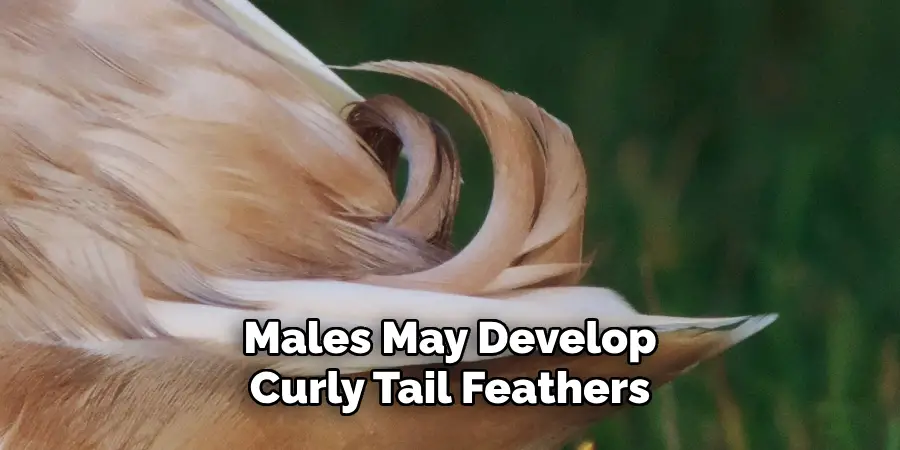 Males May Develop
Curly Tail Feathers