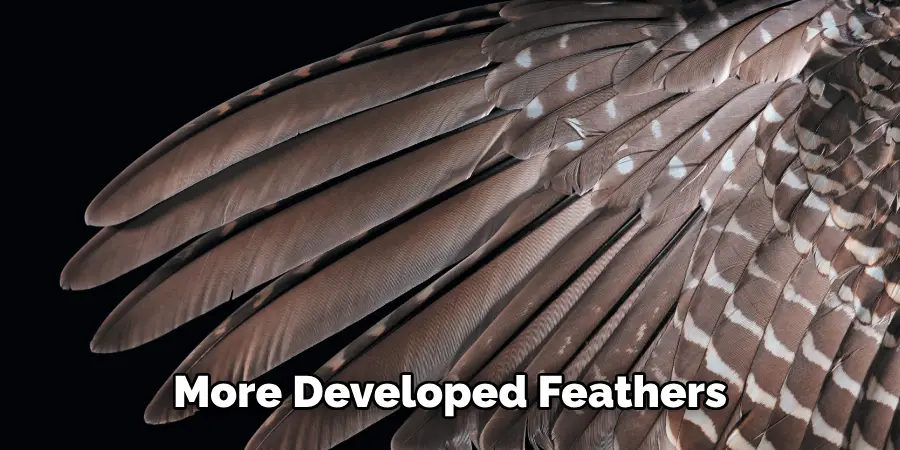 More Developed Feathers