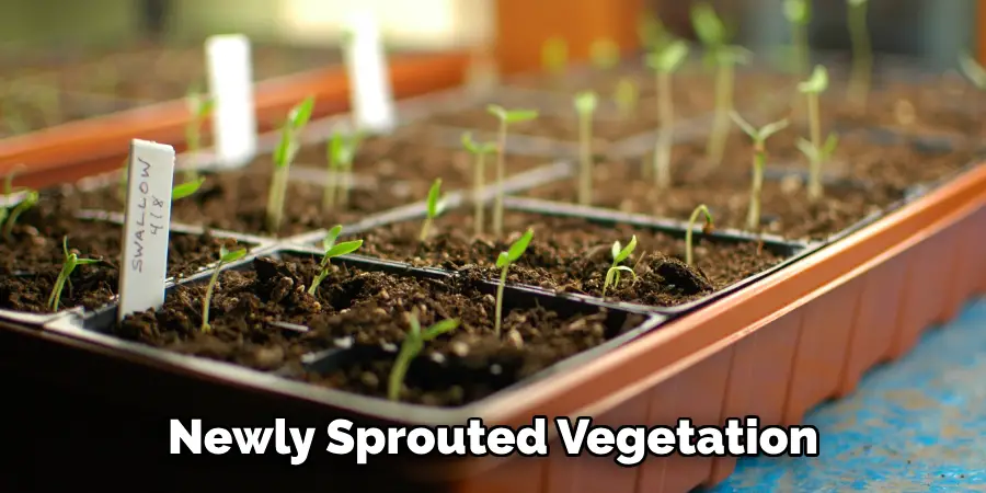 Newly Sprouted Vegetation