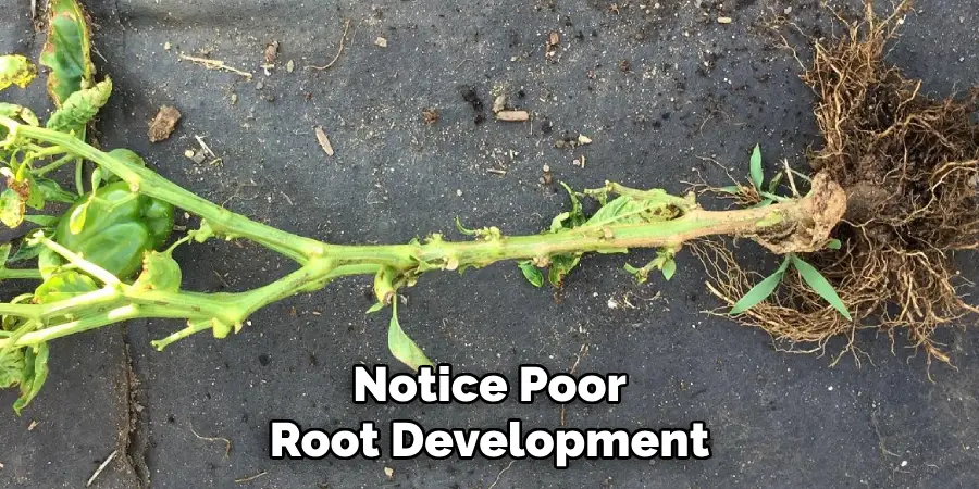 Notice Poor
Root Development