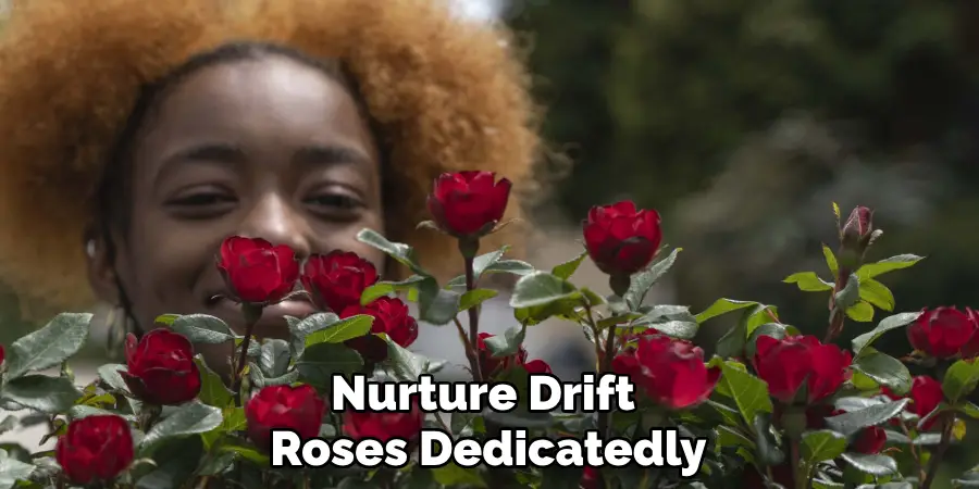 Nurture Drift Roses Dedicatedly