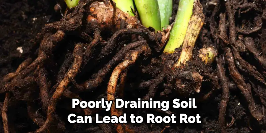 Poorly Draining Soil
Can Lead to Root Rot