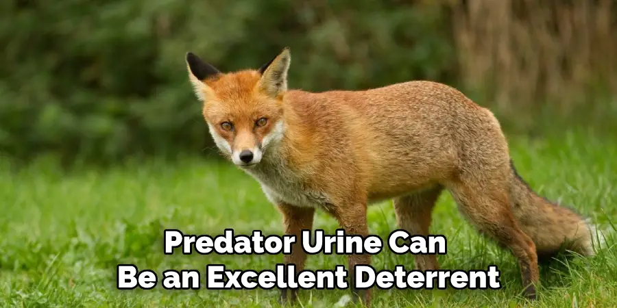 Predator Urine Can
Be an Excellent Deterrent