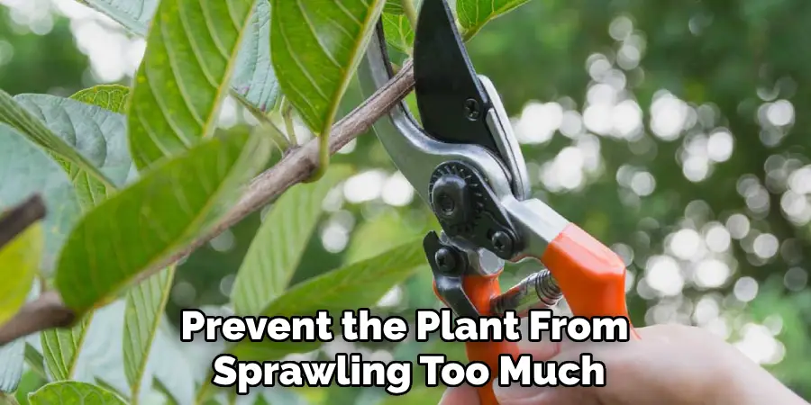 Prevent the Plant From Sprawling Too Much