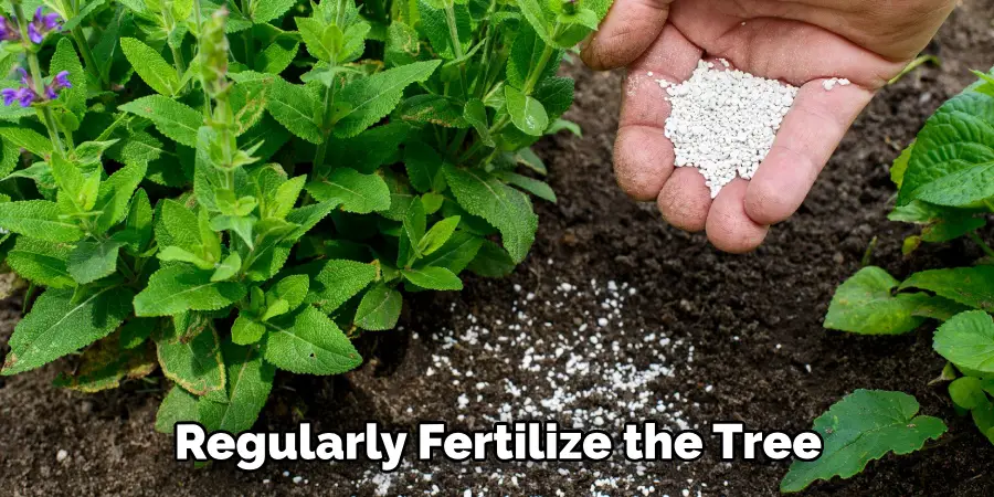 Regularly Fertilize the Tree