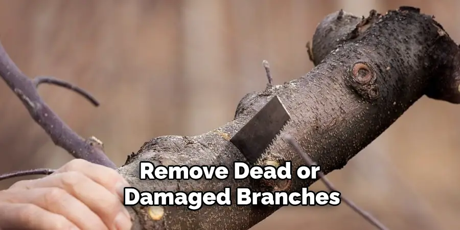 Remove Dead or Damaged Branches