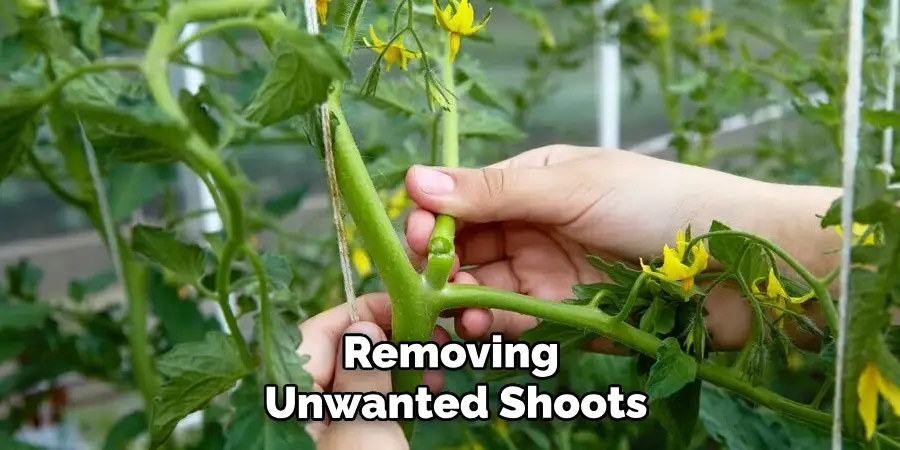 Removing Unwanted Shoots