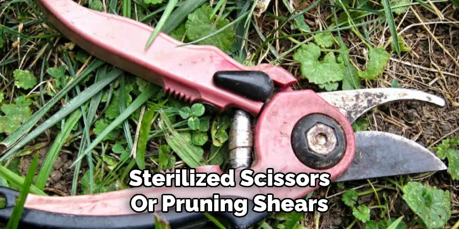 Sterilized Scissors
Or Pruning Shears