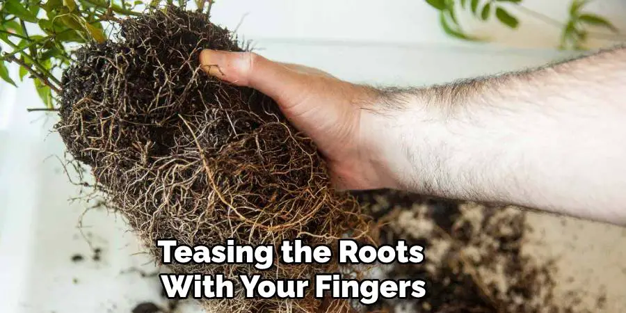 Teasing the Roots With Your Fingers