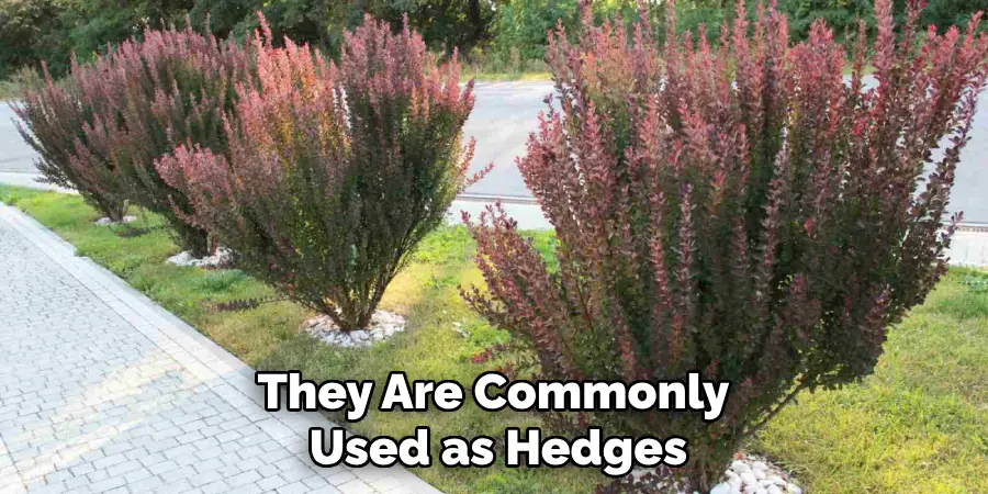 They Are Commonly Used as Hedges