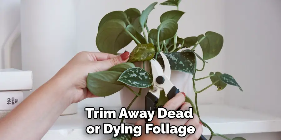 Trim Away Dead or Dying Foliage