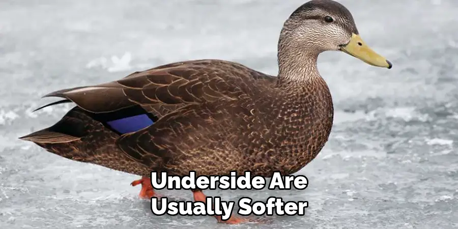 Underside Are Usually Softer