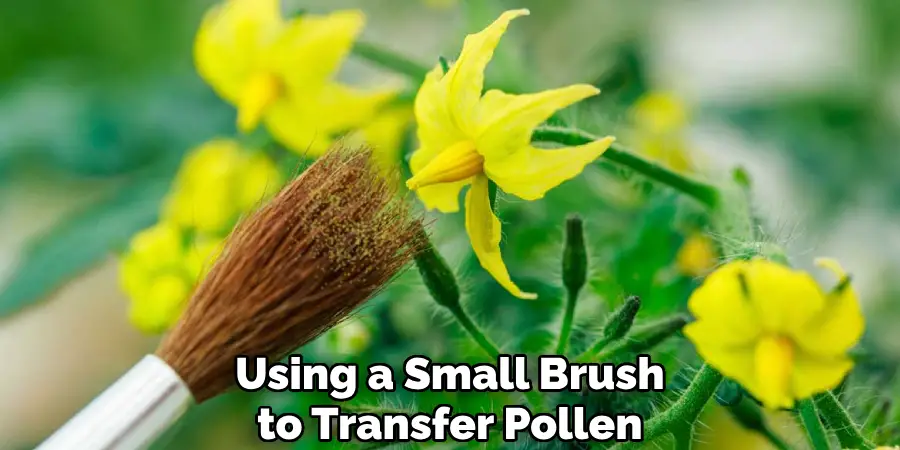 
Using a Small Brush to Transfer Pollen