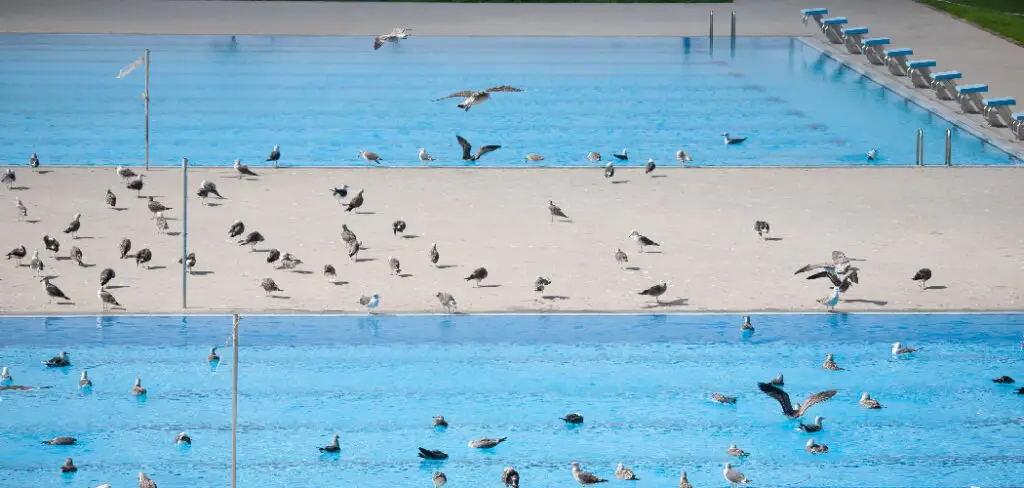 How to Get Flock Out of Pool