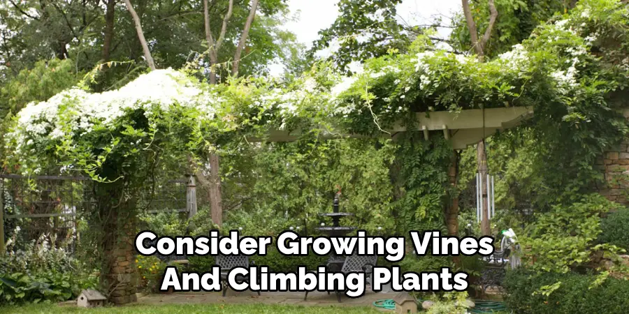 Consider Growing Vines
And Climbing Plants