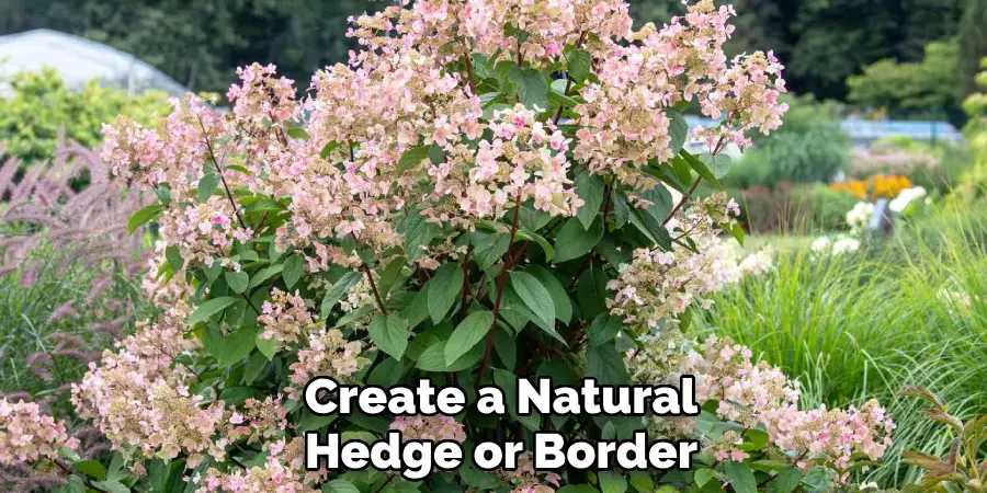 Create a Natural
Hedge or Border