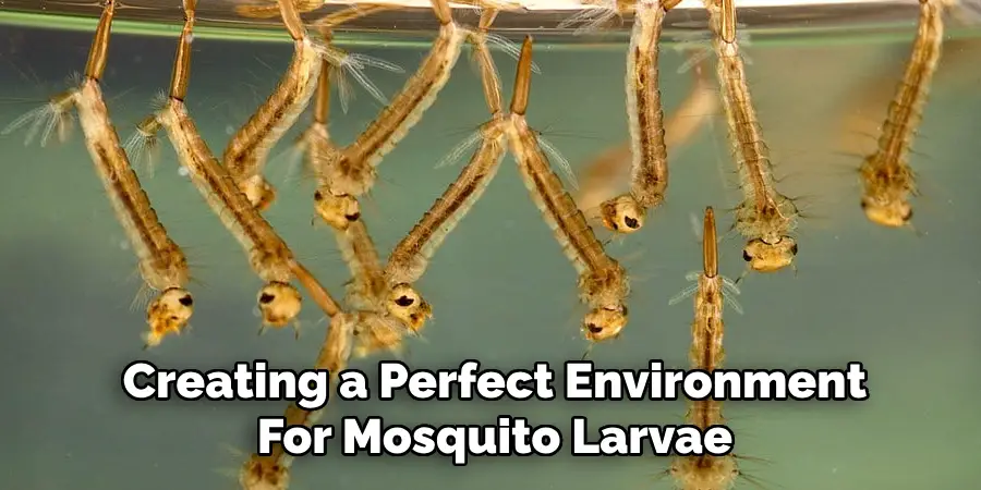 Creating a Perfect Environment
For Mosquito Larvae 