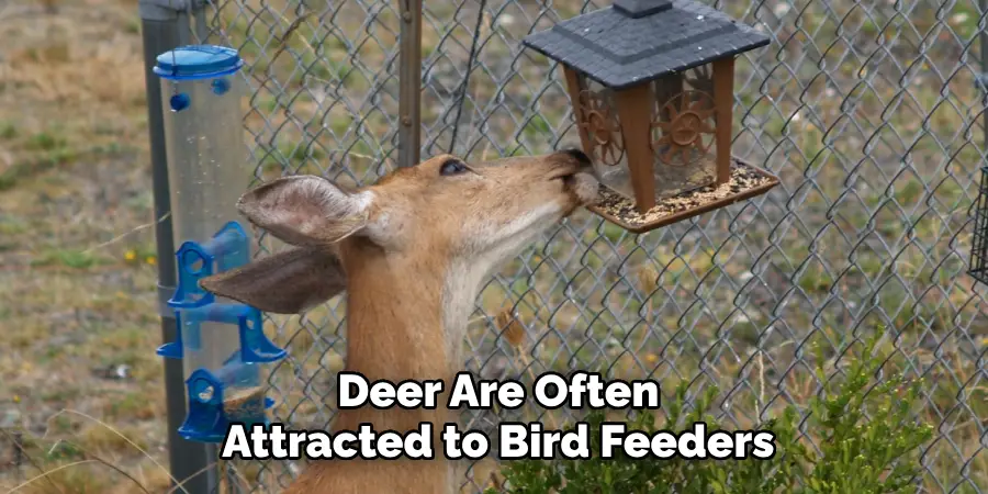 Deer Are Often
Attracted to Bird Feeders