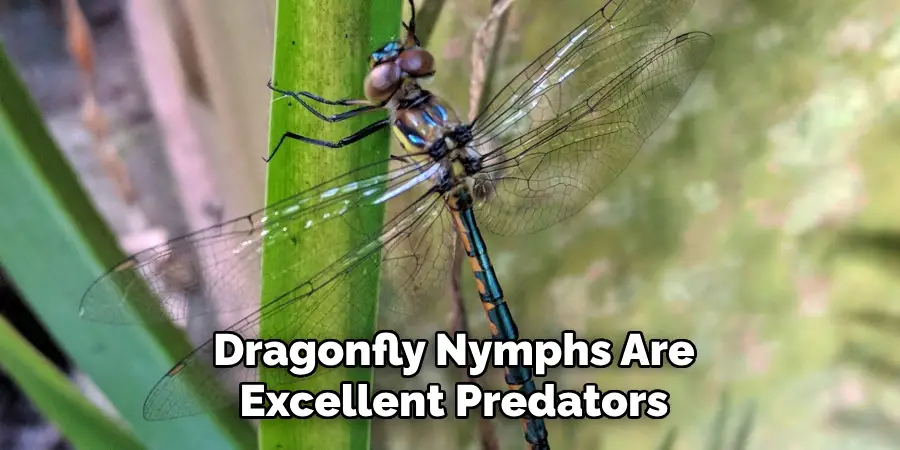 Dragonfly Nymphs Are
Excellent Predators