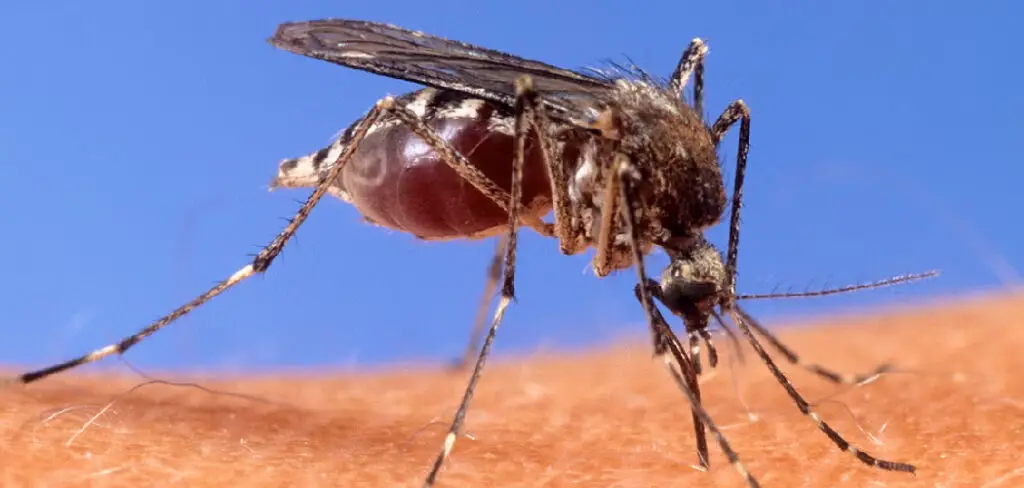 How to Control Mosquitoes in Pond