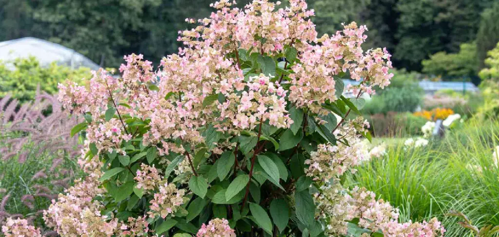 How to Prune Quick Fire Hydrangea