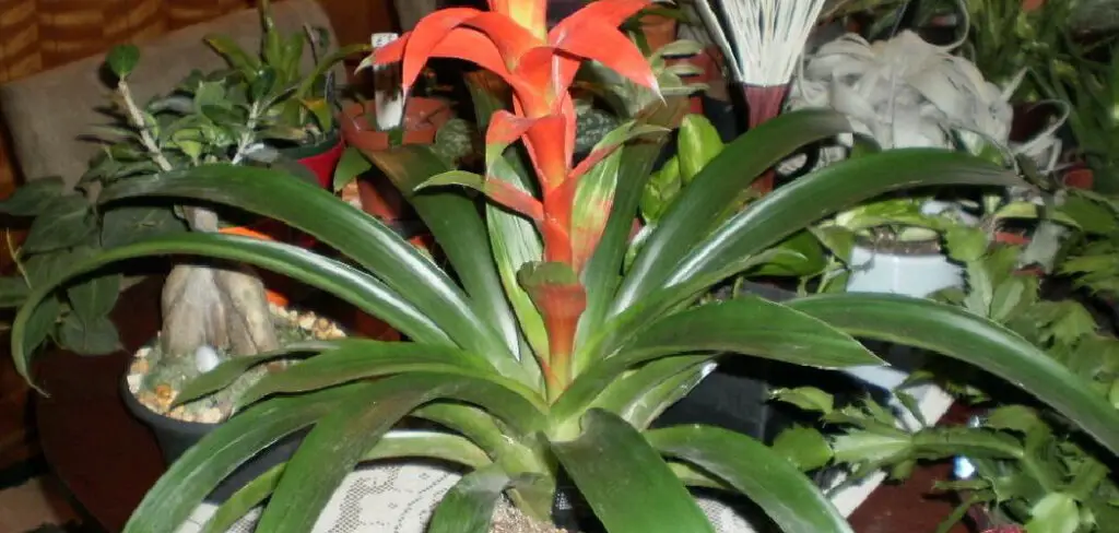 How to Separate Bromeliad Pups