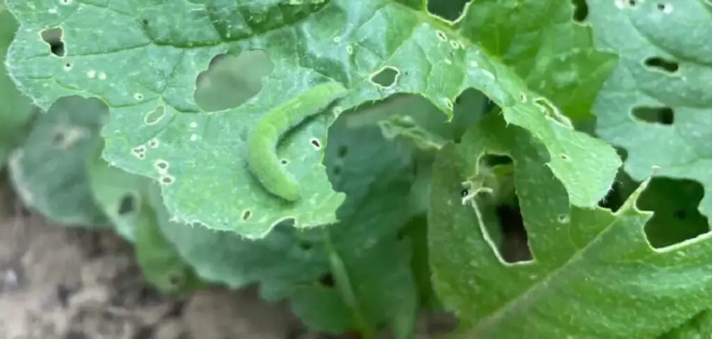 How to Stop Bugs from Eating Vegetable Plants