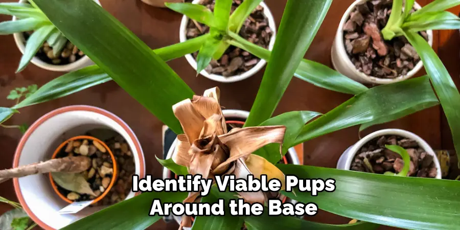 Identify Viable Pups
Around the Base