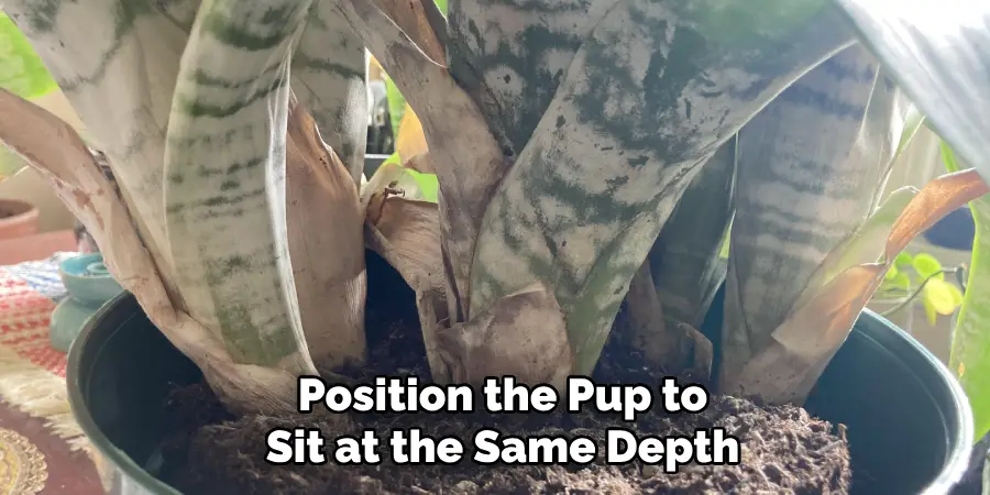 Position the Pup to
Sit at the Same Depth