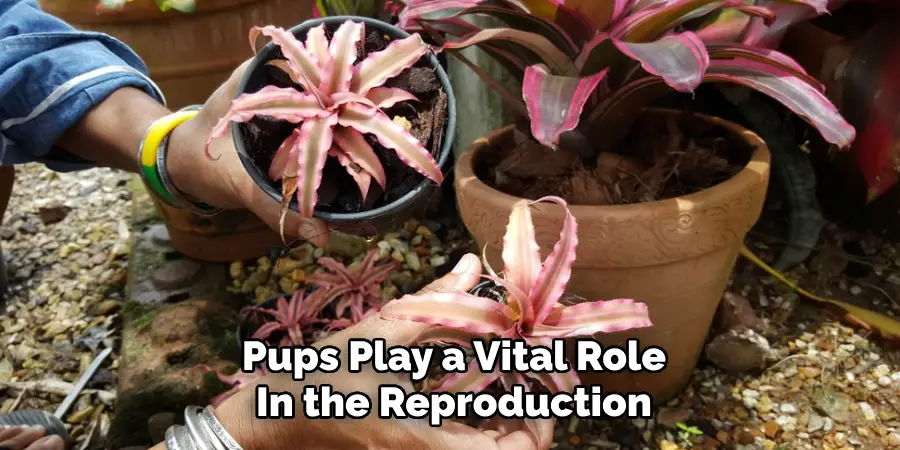 Pups Play a Vital Role
In the Reproduction