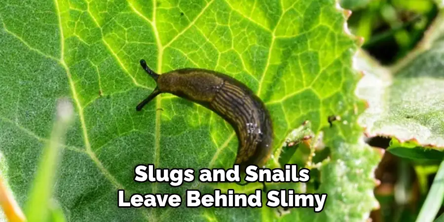 Slugs and Snails
Leave Behind Slimy