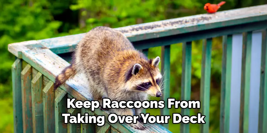 Keep Raccoons From Taking Over Your Deck