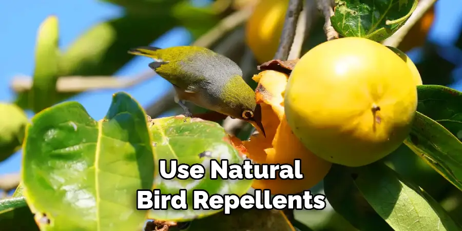 Use Natural Bird Repellents