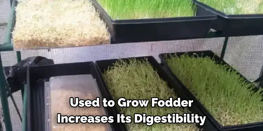 Used to Grow Fodder Increases Its Digestibility