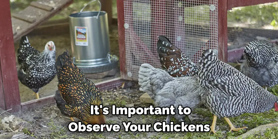 It's Important to Observe Your Chickens