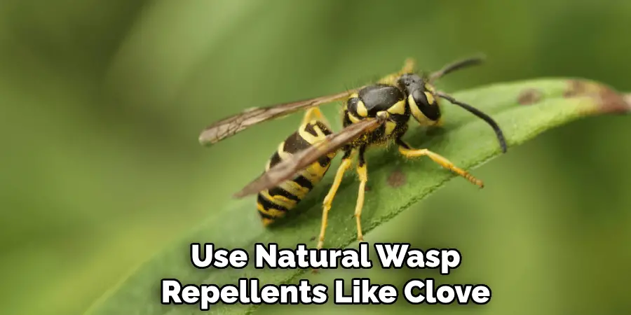 Use Natural Wasp
Repellents Like Clove