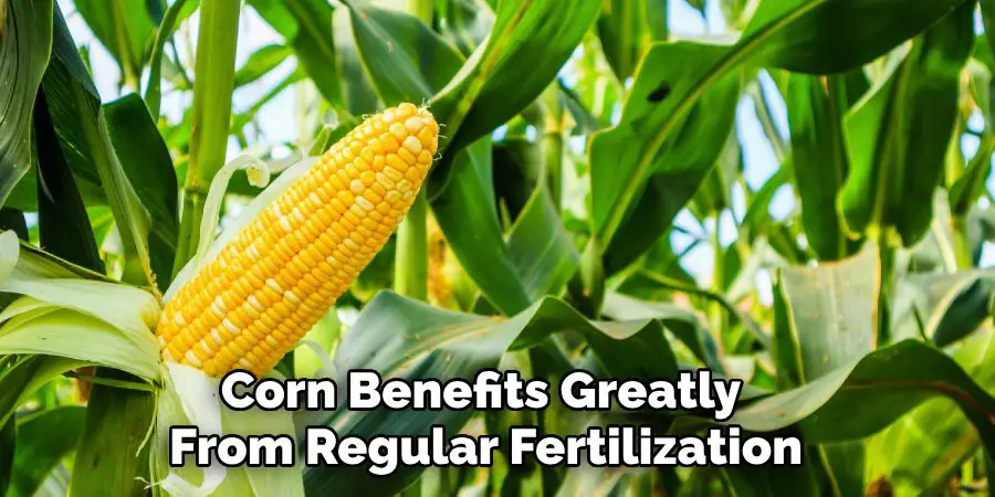 Corn Benefits Greatly 
From Regular Fertilization